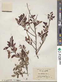 Vaccinium angustifolium image