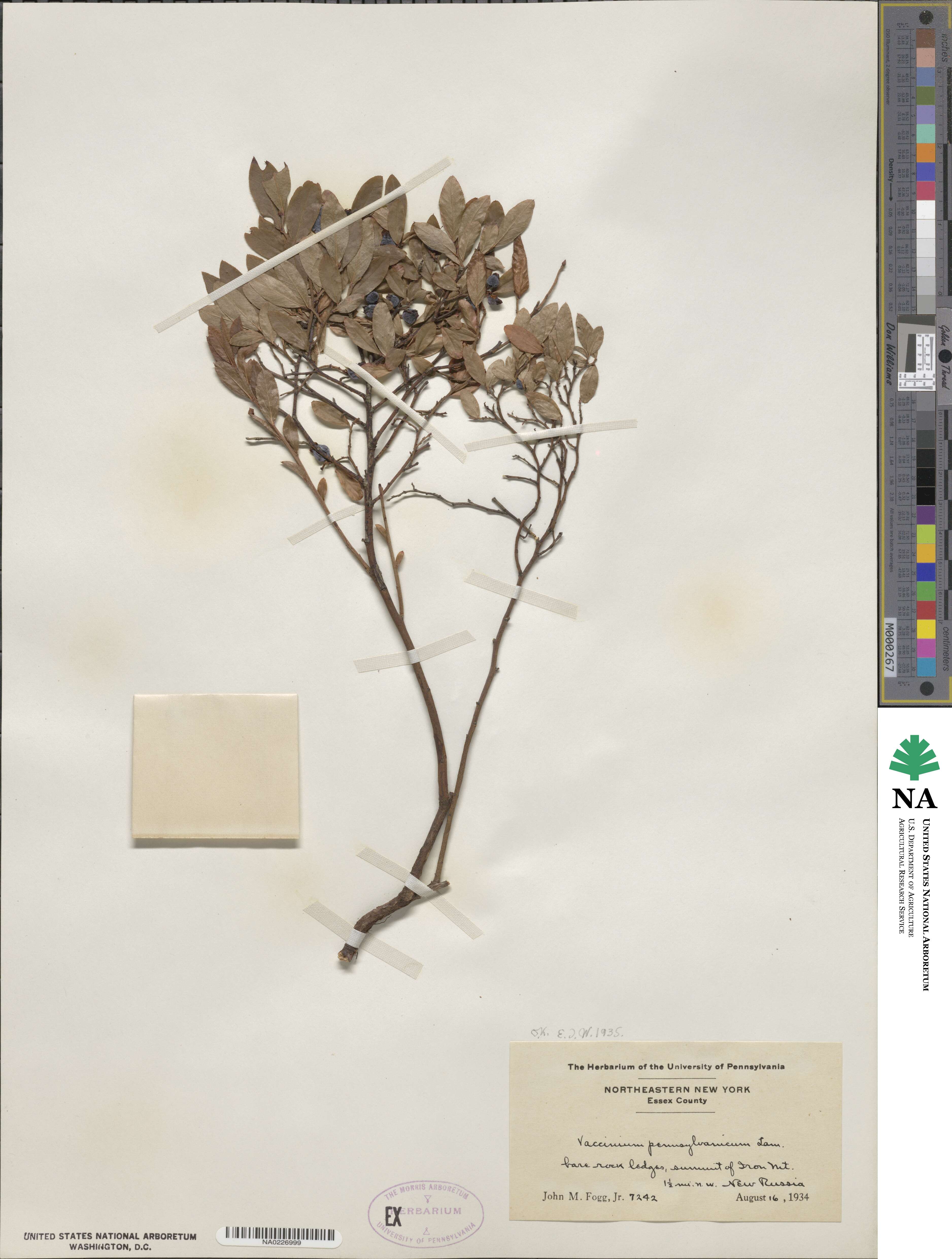Vaccinium angustifolium image