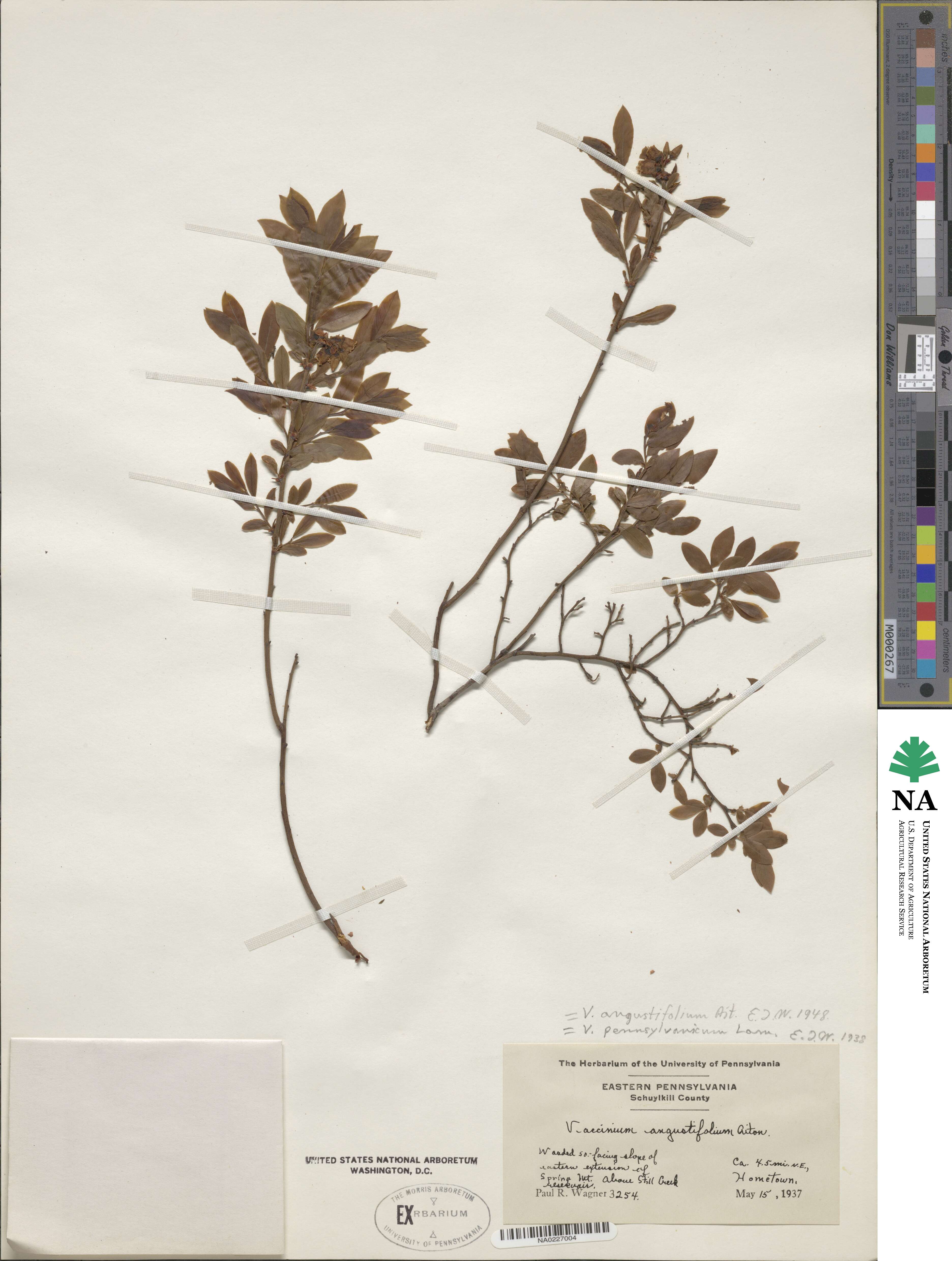 Vaccinium angustifolium image