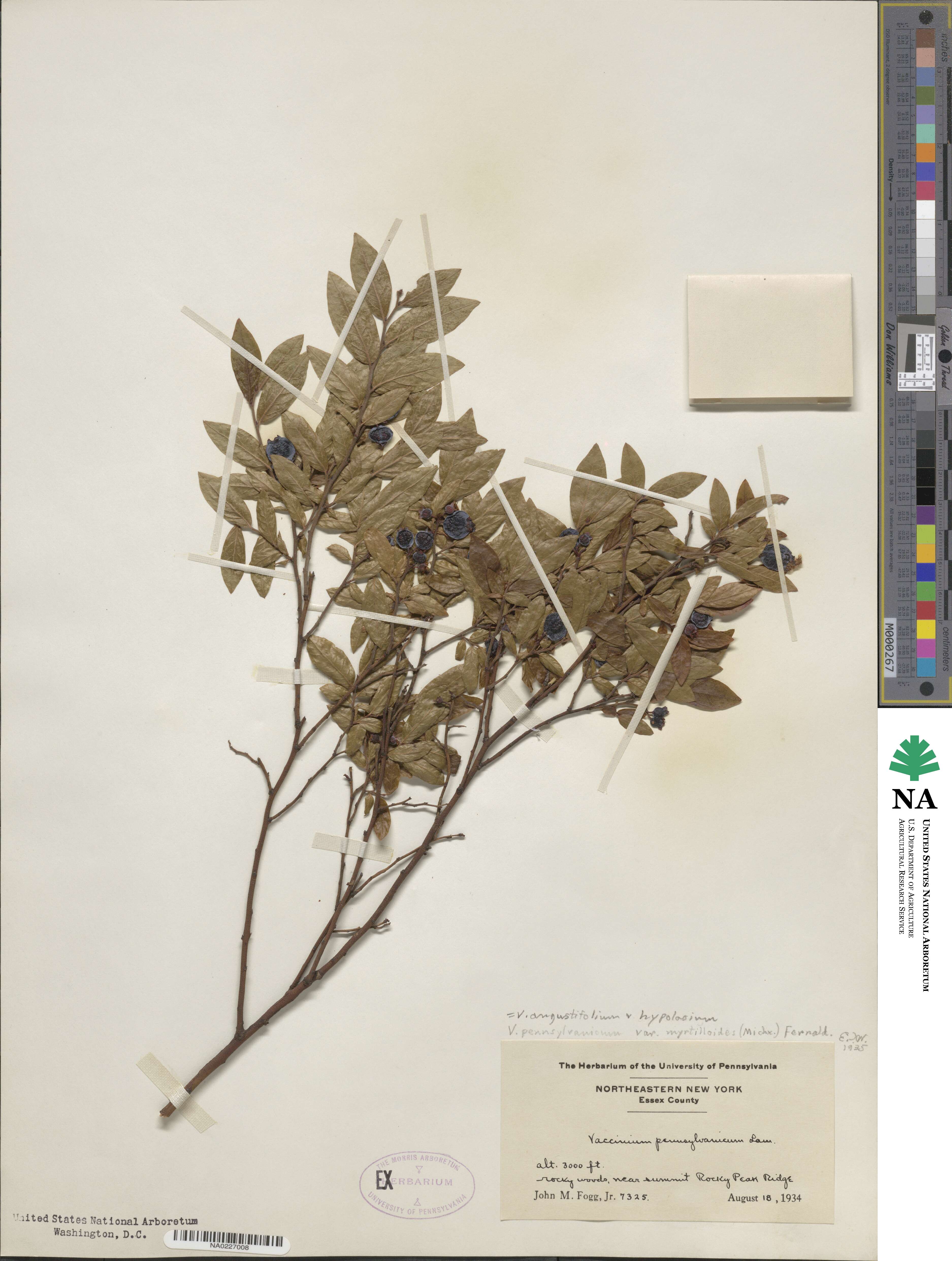 Vaccinium angustifolium image