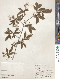 Vaccinium angustifolium image