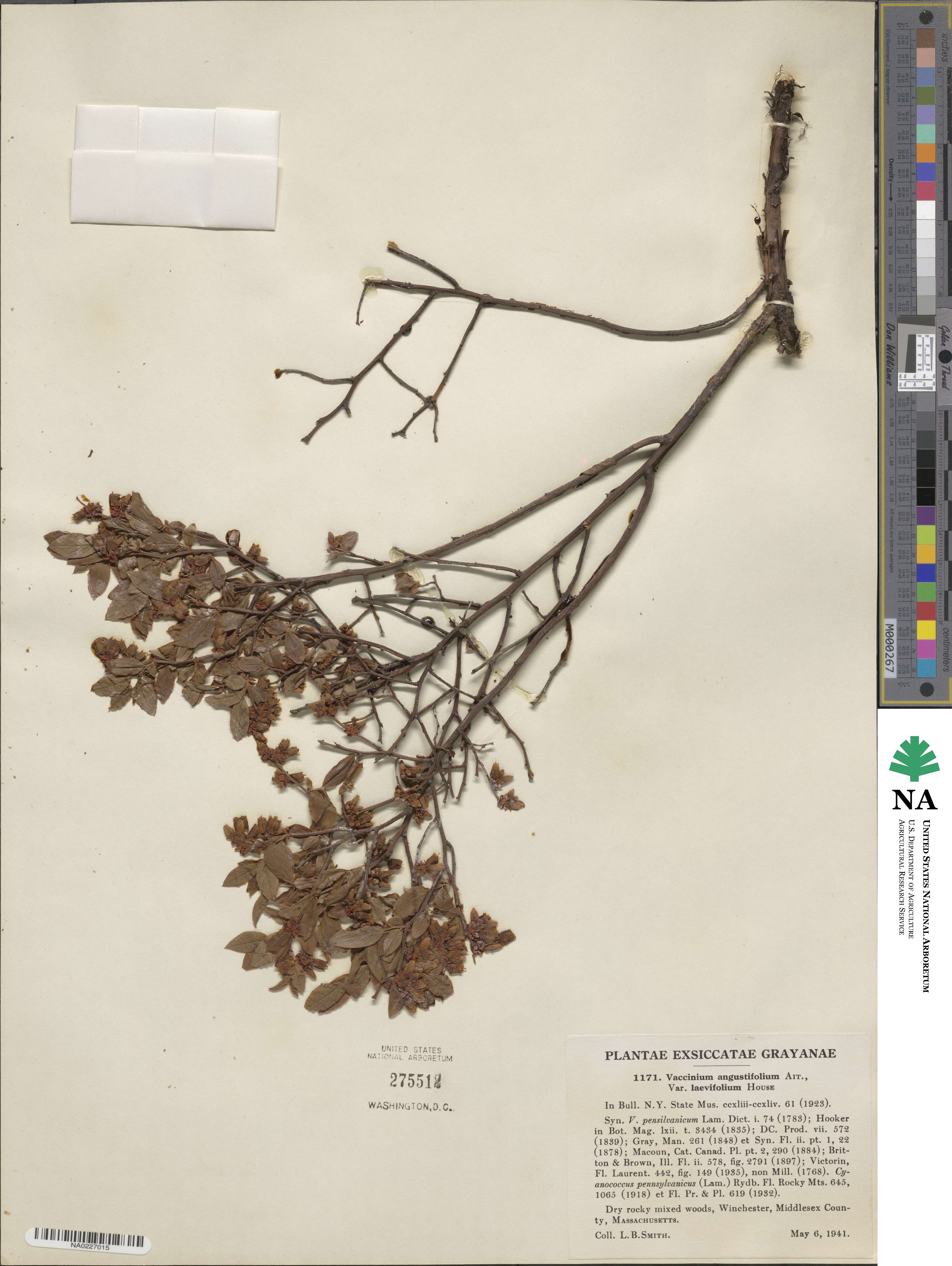 Vaccinium angustifolium image