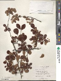 Vaccinium angustifolium image