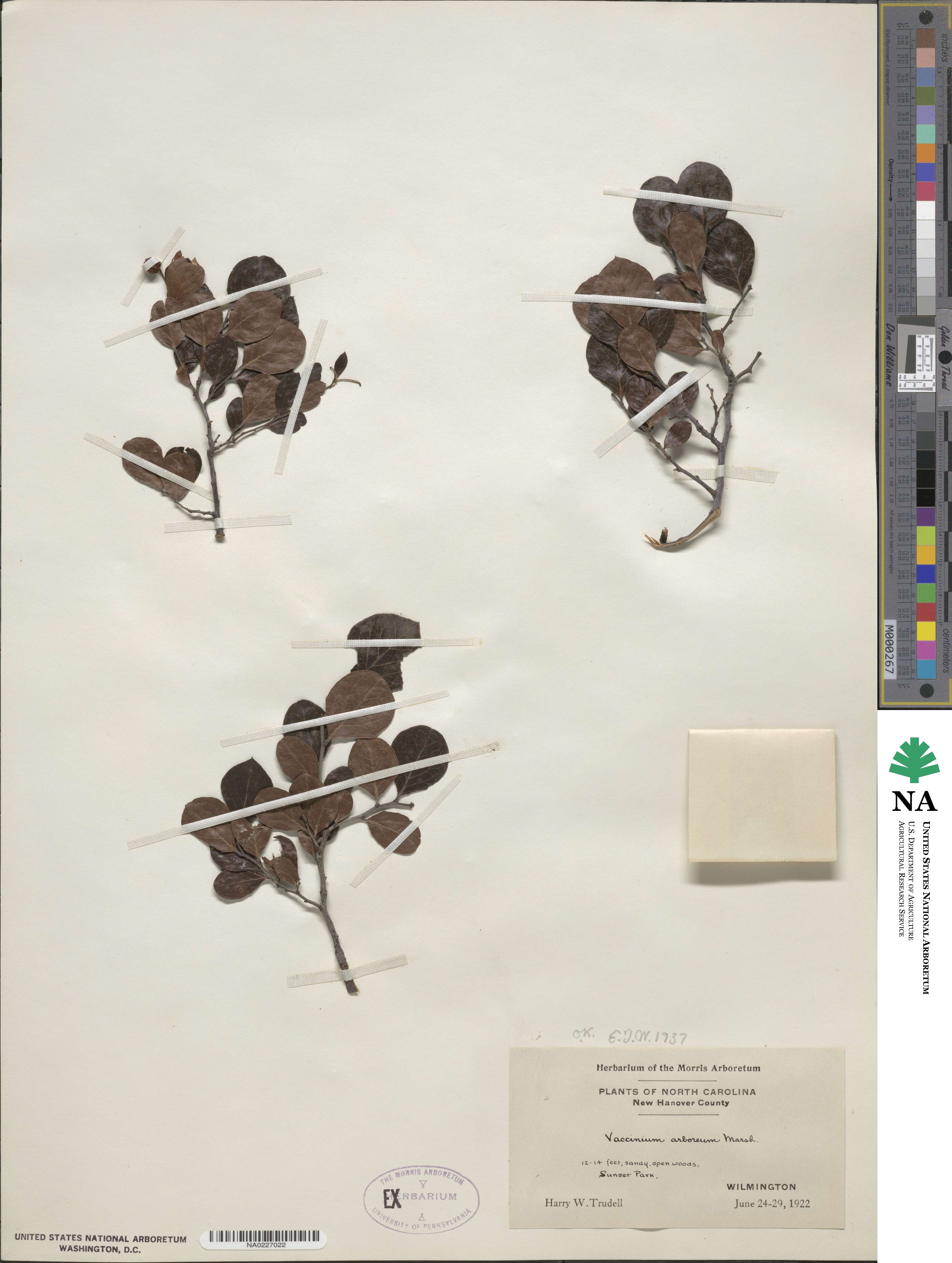 Vaccinium angustifolium image