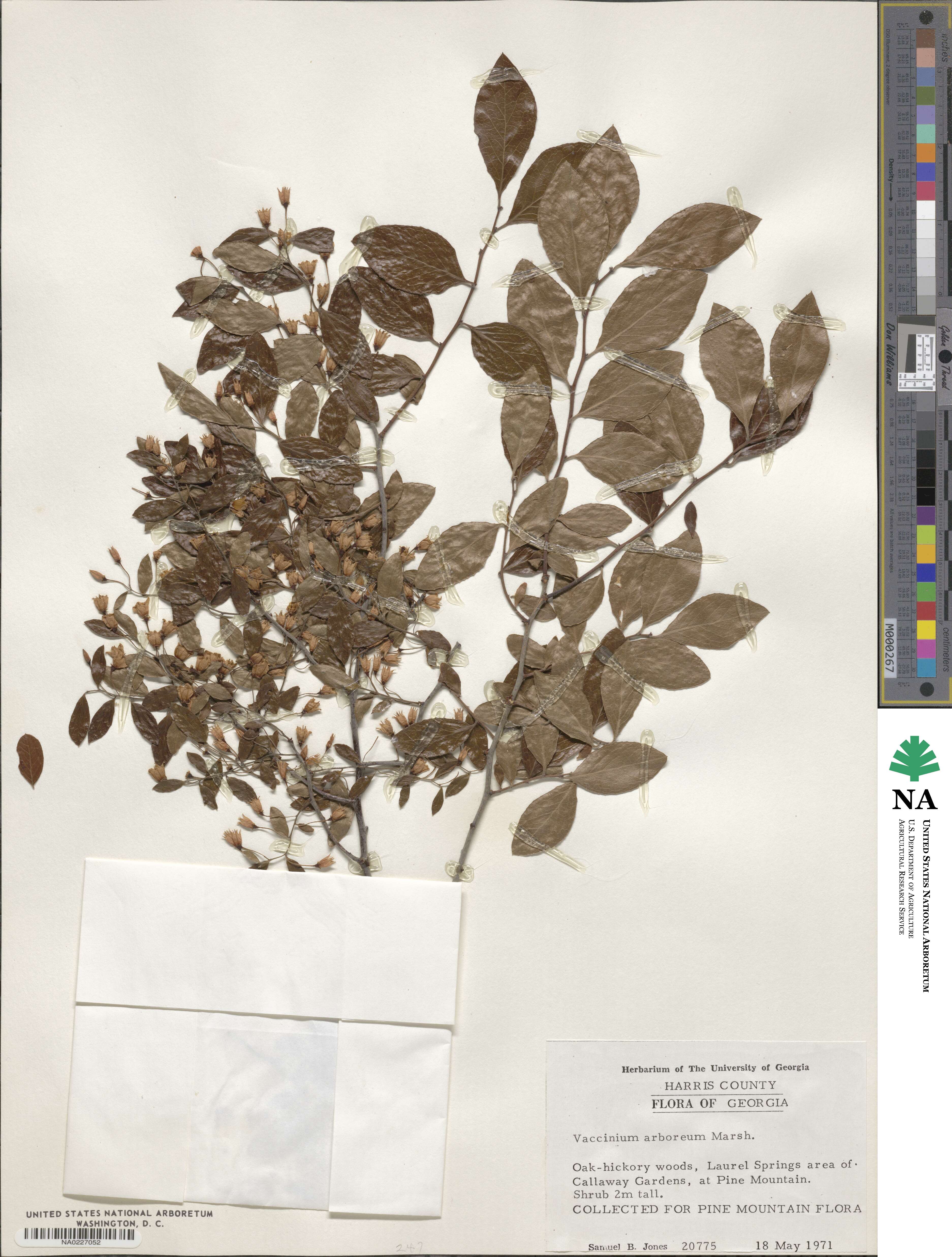 Vaccinium arboreum image