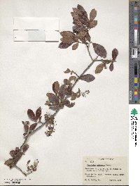 Vaccinium arboreum image