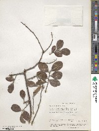 Vaccinium arboreum image