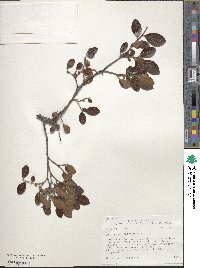 Vaccinium arboreum image