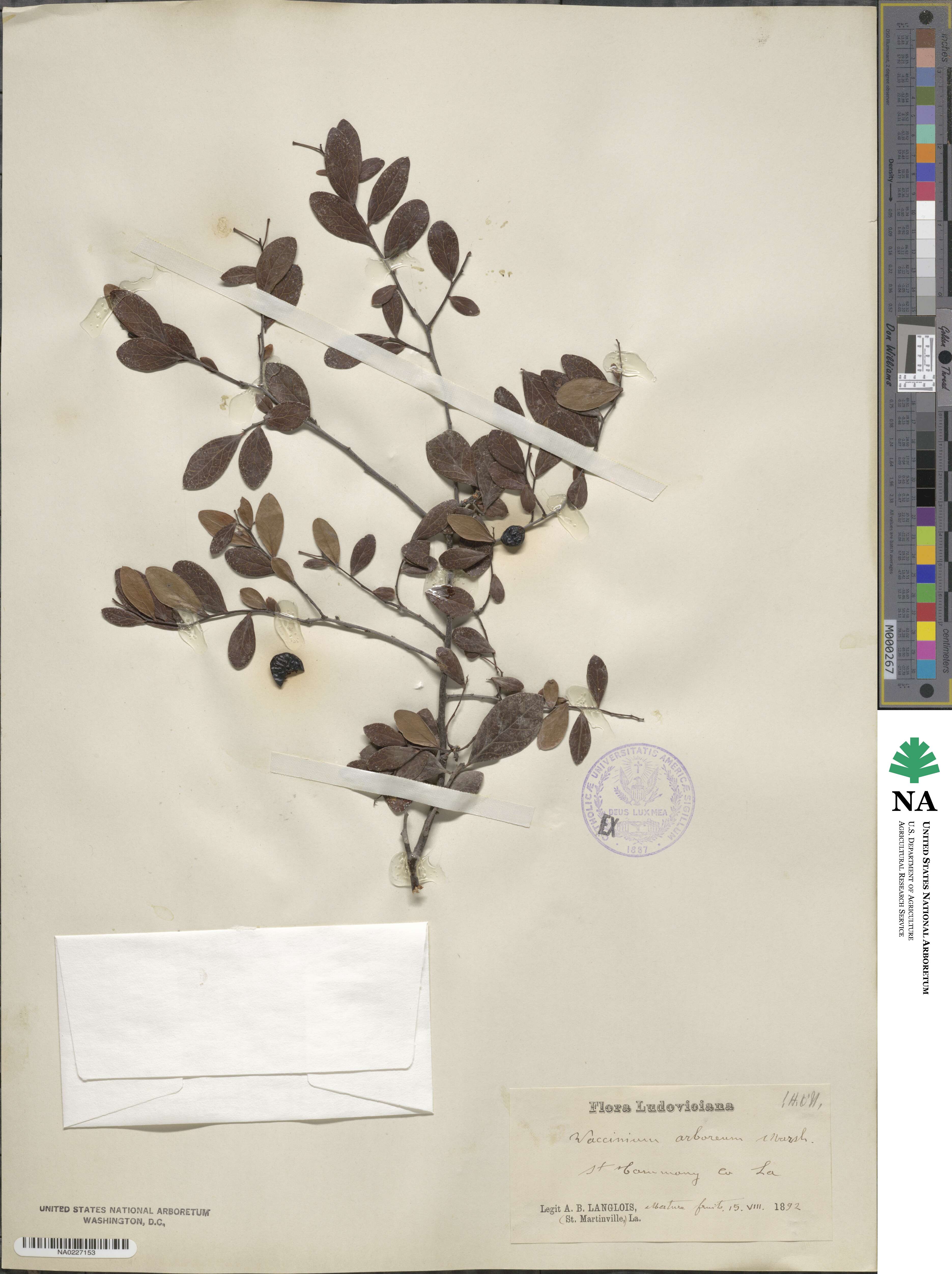 Vaccinium arboreum image