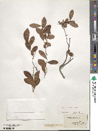 Vaccinium arboreum image