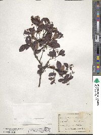 Vaccinium arboreum image