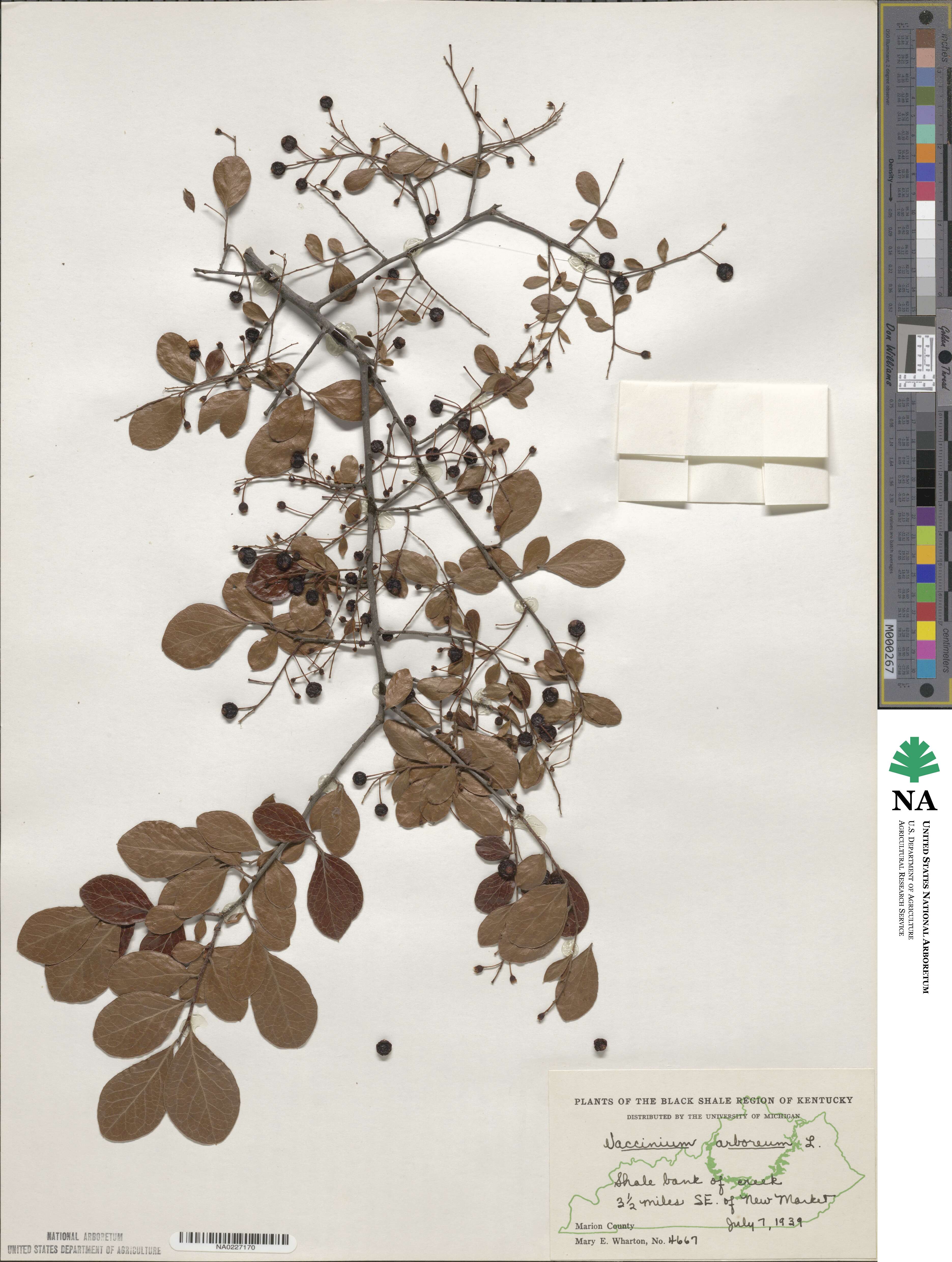Vaccinium arboreum image