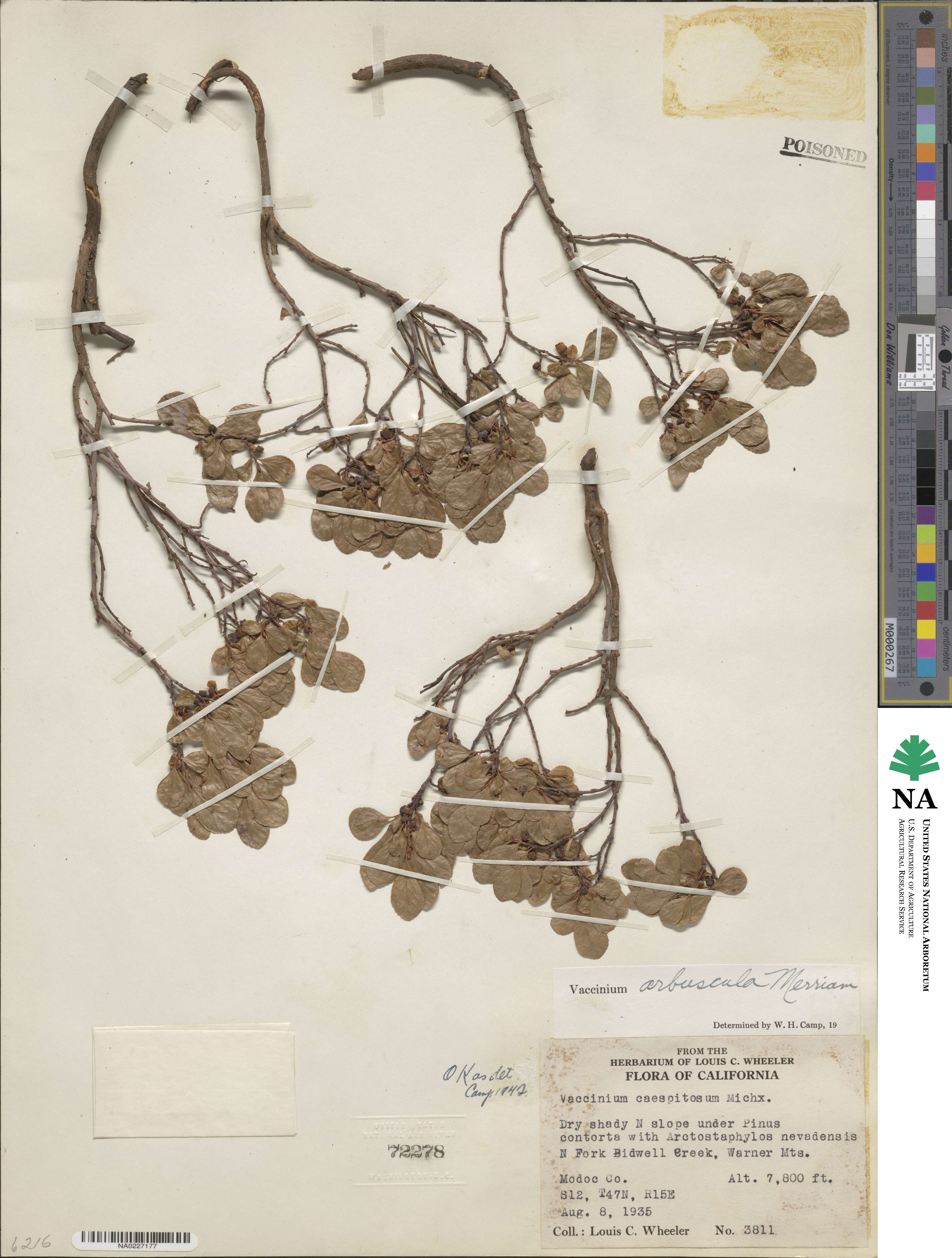 Vaccinium cespitosum image
