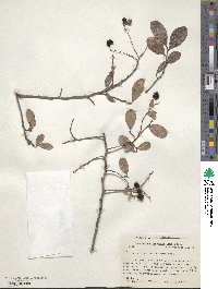 Vaccinium fuscatum image