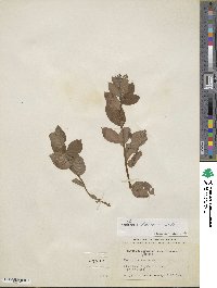 Vaccinium fuscatum image