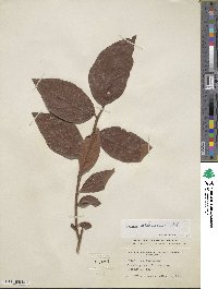 Vaccinium fuscatum image