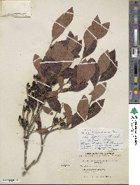 Vaccinium fuscatum image