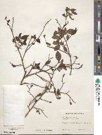 Vaccinium virgatum image