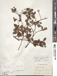 Vaccinium virgatum image