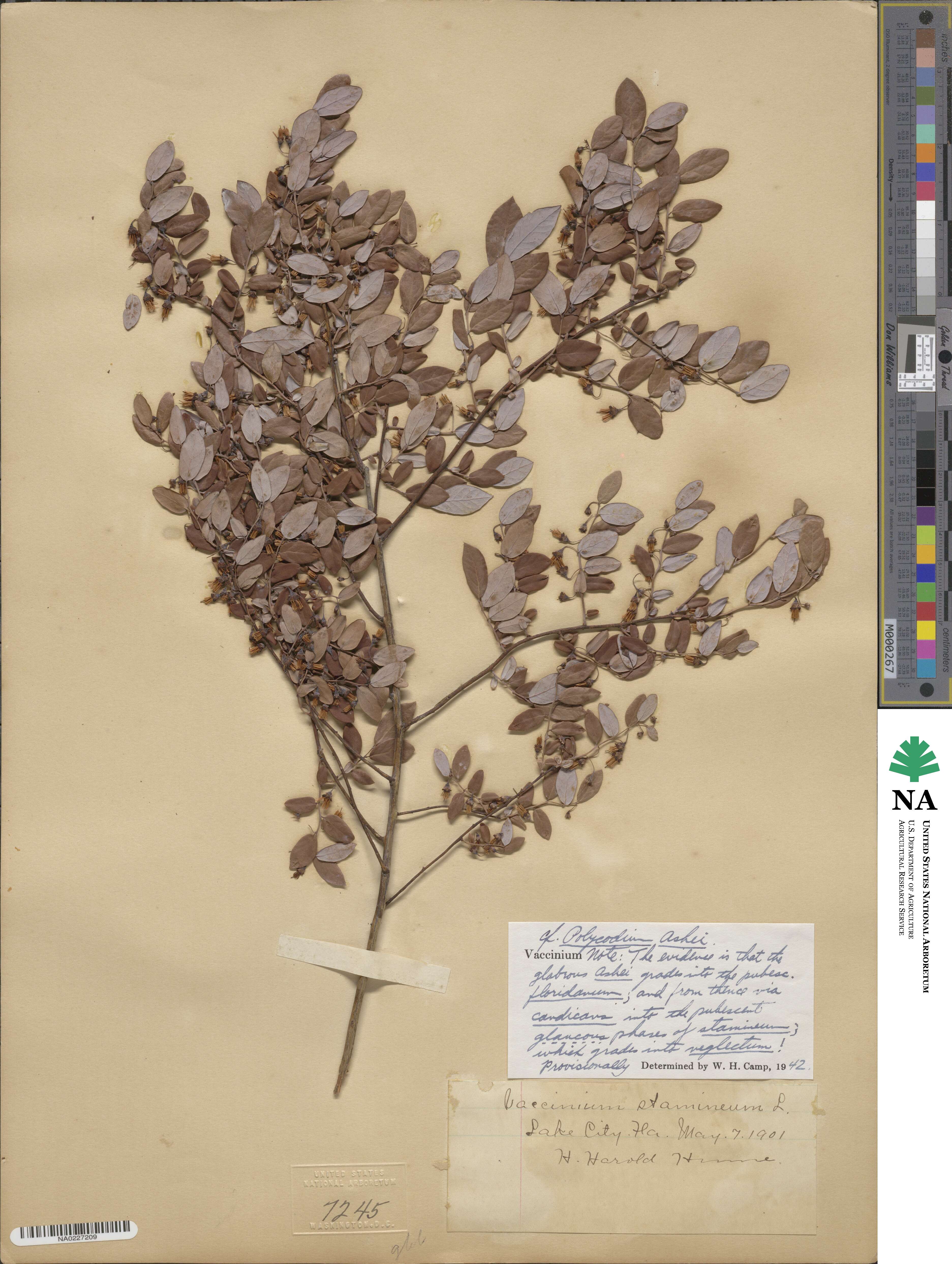 Vaccinium virgatum image