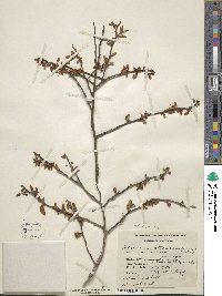 Vaccinium fuscatum image