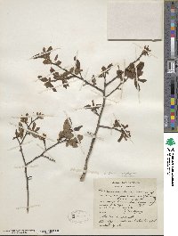 Vaccinium fuscatum image