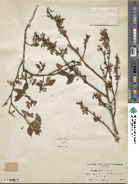 Vaccinium fuscatum image