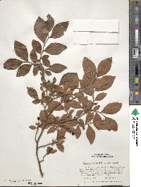 Vaccinium fuscatum image