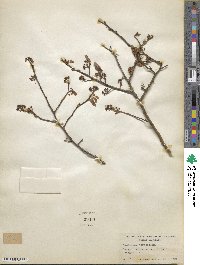 Vaccinium fuscatum image