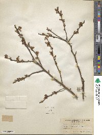 Vaccinium fuscatum image