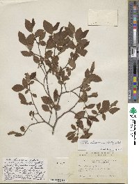 Vaccinium fuscatum image