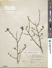 Vaccinium fuscatum image