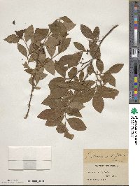 Vaccinium fuscatum image