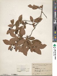 Vaccinium fuscatum image