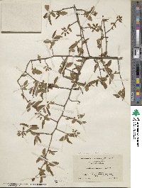 Vaccinium fuscatum image