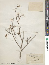 Vaccinium fuscatum image