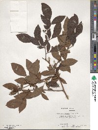 Vaccinium fuscatum image