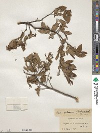 Vaccinium fuscatum image