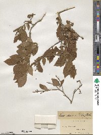 Vaccinium fuscatum image