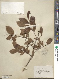 Vaccinium fuscatum image