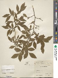 Vaccinium fuscatum image