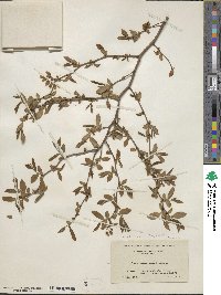 Vaccinium fuscatum image