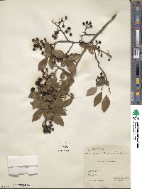 Vaccinium fuscatum image