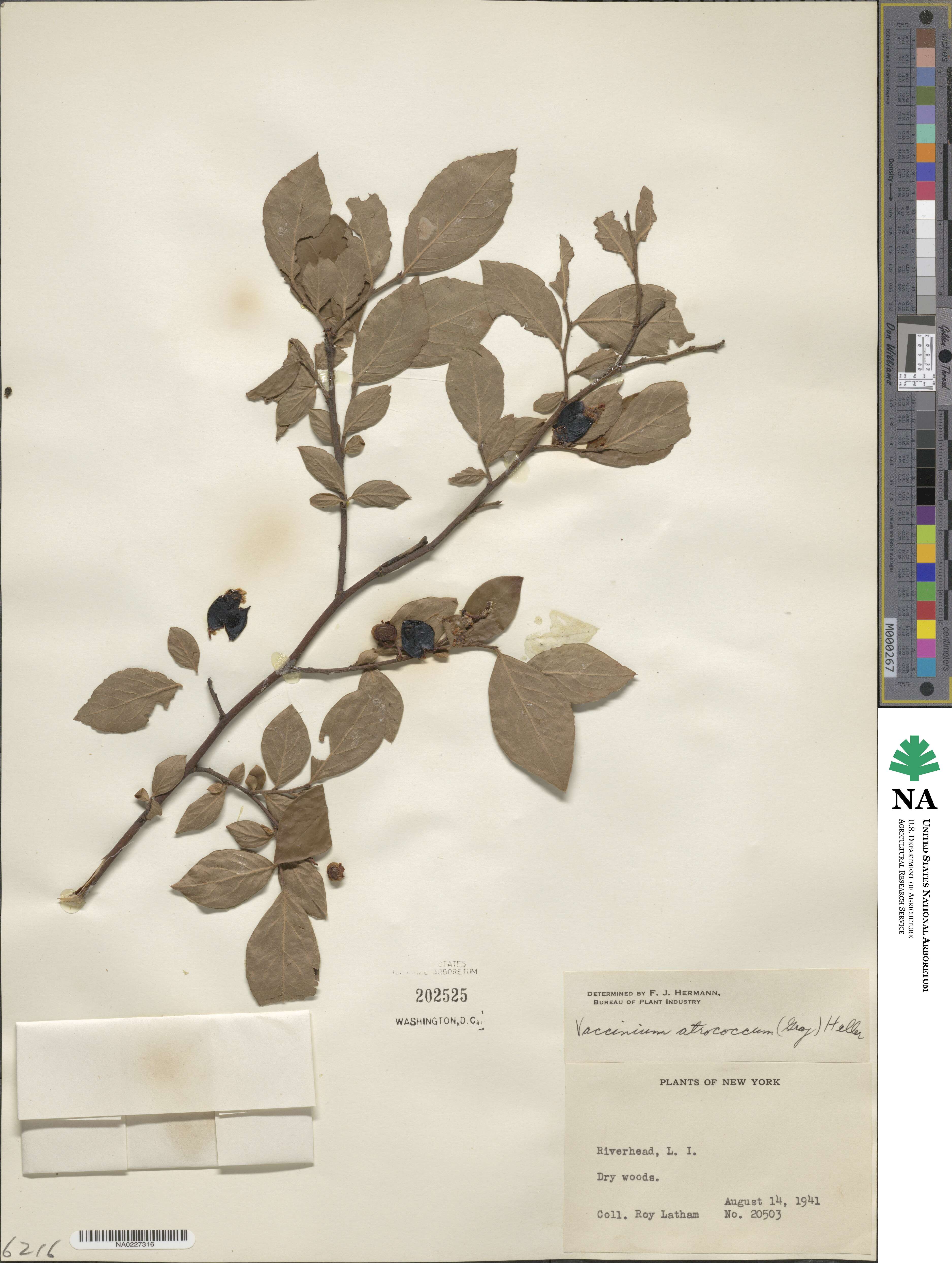 Vaccinium fuscatum image