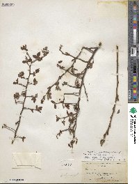 Vaccinium fuscatum image