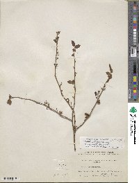 Vaccinium fuscatum image