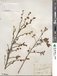 Vaccinium fuscatum image