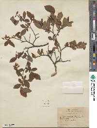 Vaccinium fuscatum image