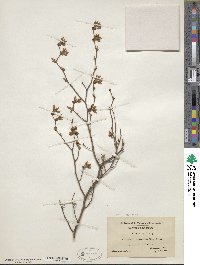 Vaccinium fuscatum image