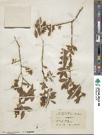 Vaccinium fuscatum image